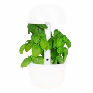 Plantui planten capsules - Spices :  Basil Genoveser