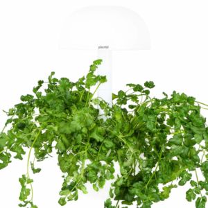 Plantui plantcapsules - Coriander