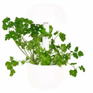 Plantui plantcapsules - Platte Peterselie