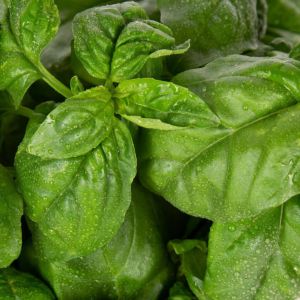 Plantui planten capsules - Spices :  Basil Genoveser