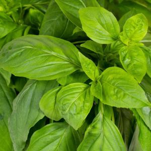 Plantui plantcapsules - Thaïse basilicum