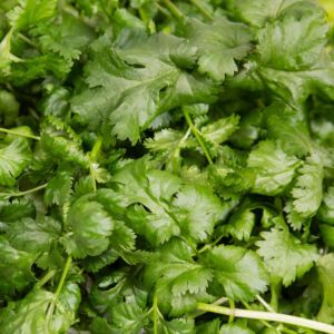 Plantui plantcapsules - Coriander