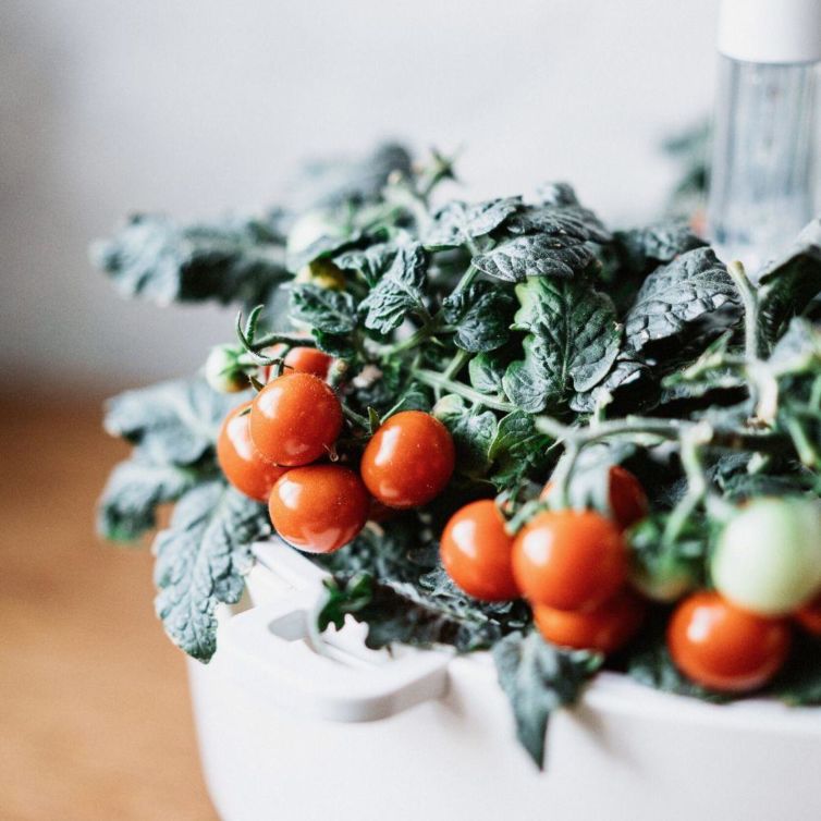 Plantui Capsules de graines pour Herbes aromatiques - Tomates