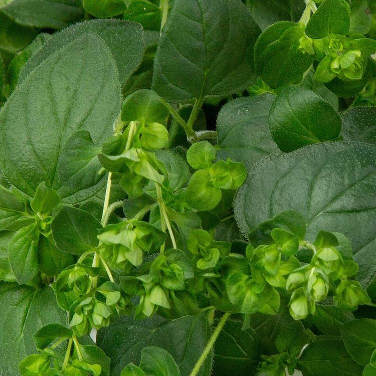 Plantui Capsules de graines pour Herbes aromatiques - Oregano